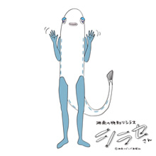 シラセさん